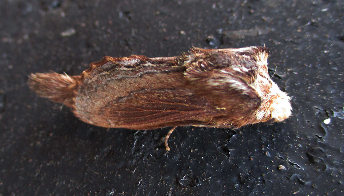 Image of Braura truncatum