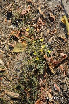 Lactuca viminea (L.) J. & C. Presl的圖片