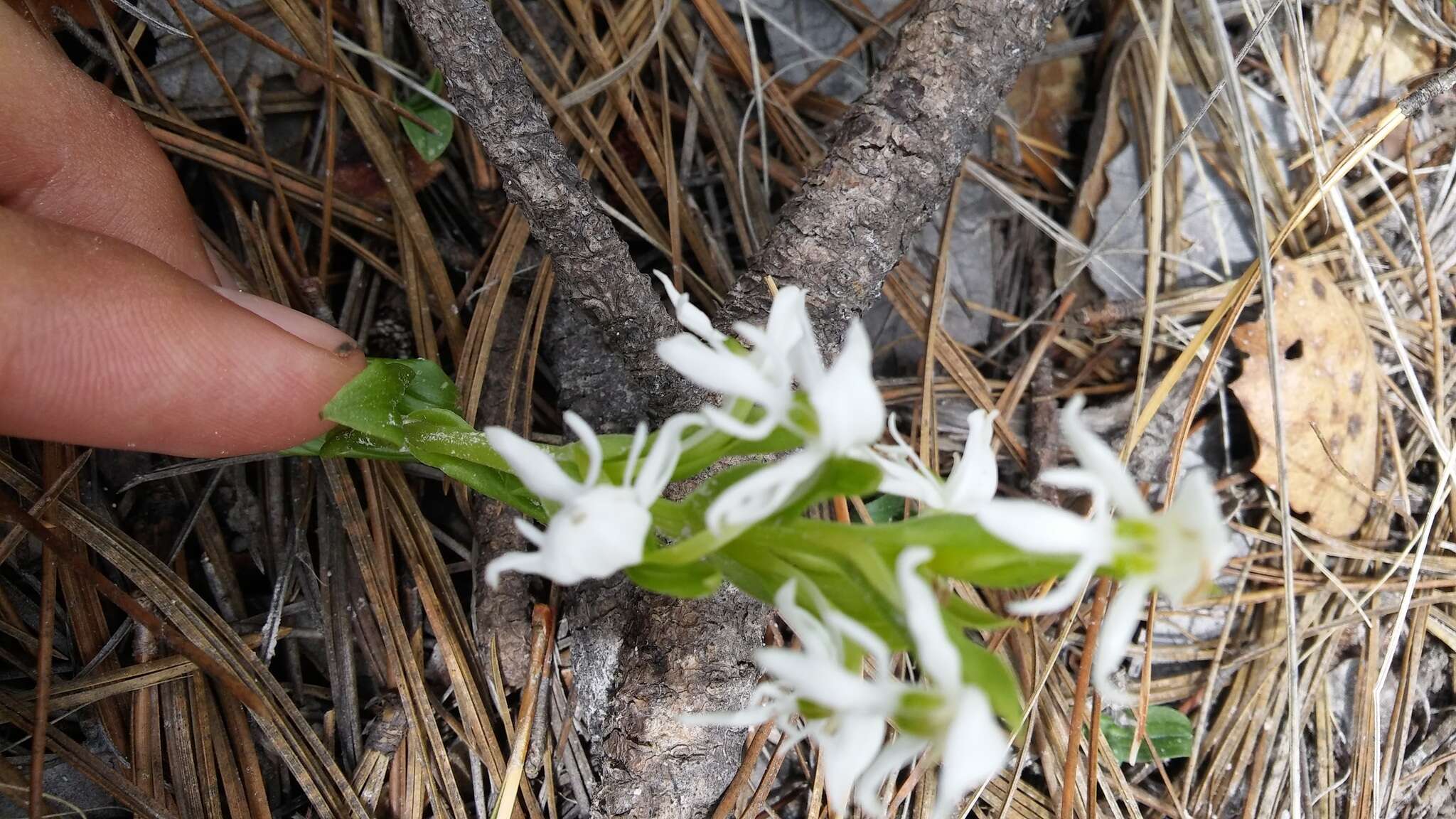 Слика од Habenaria kariniae R. González & Cuevas-Figueroa