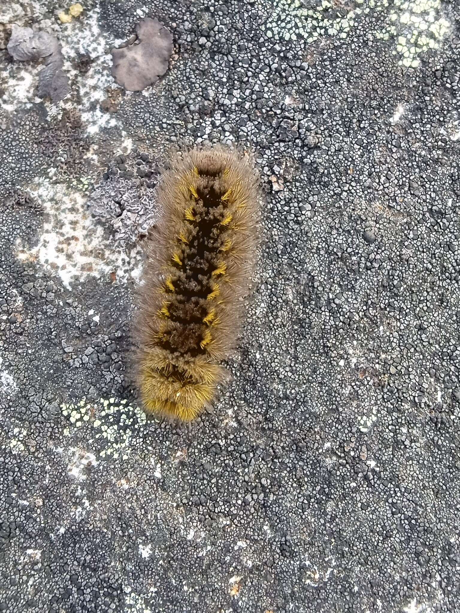 Image of Ross' Tussock Moth