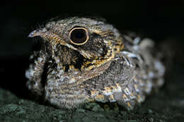 Image of Indian Nightjar