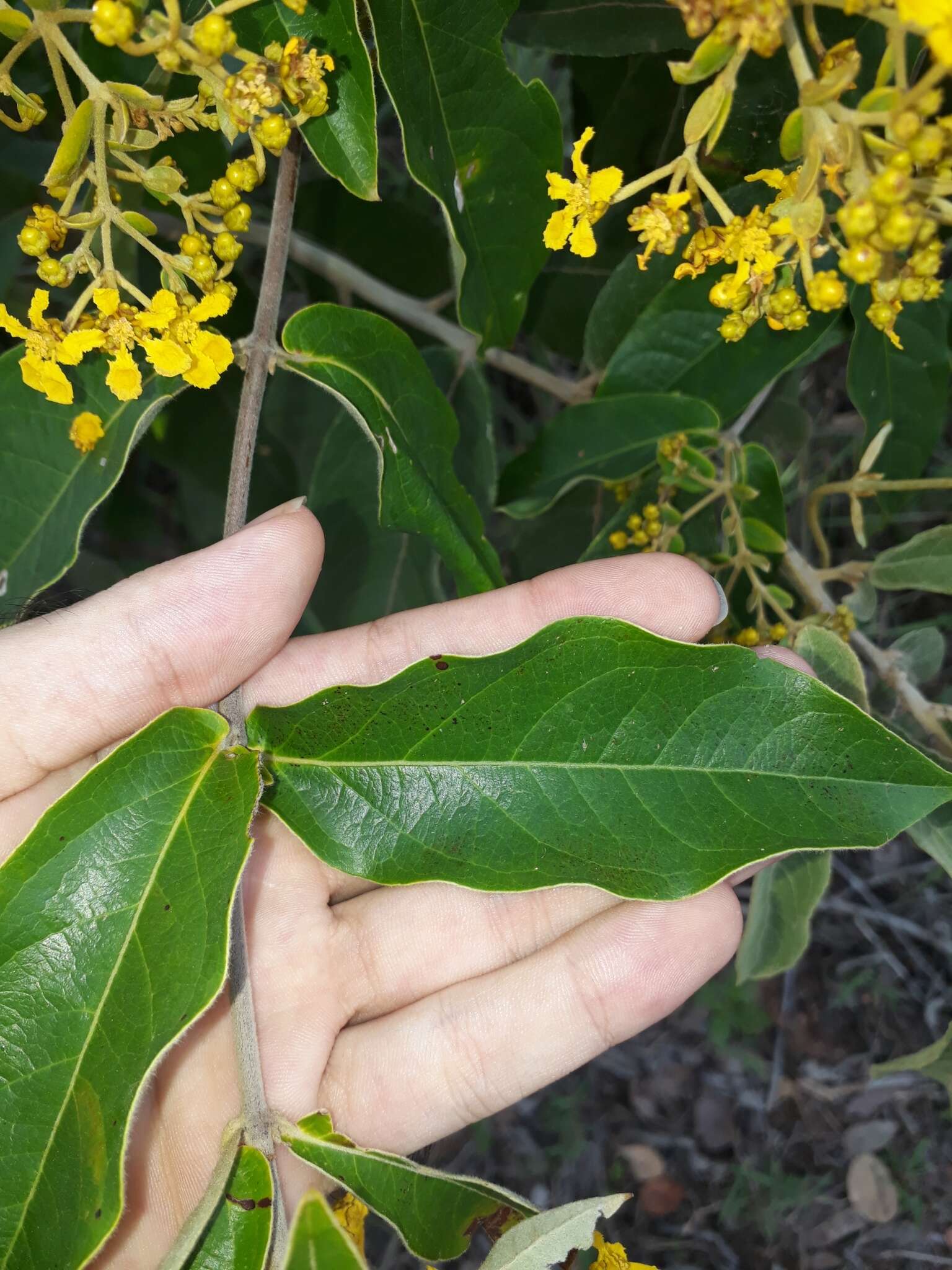 Слика од Banisteriopsis argyrophylla (A. Juss.) B. Gates