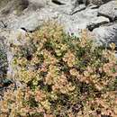 Image of juniper buckwheat