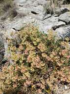 Eriogonum umbellatum var. juniporinum J. L. Reveal的圖片