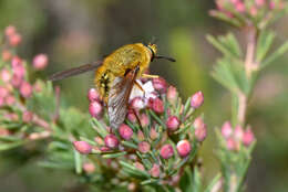 Image of Sisyromyia rutila (Walker 1849)