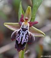 Image of Ophrys cretica subsp. ariadnae (Paulus) H. Kretzschmar