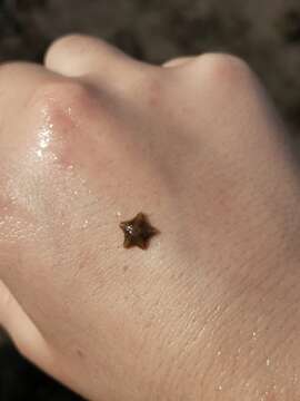 Image of cushion star