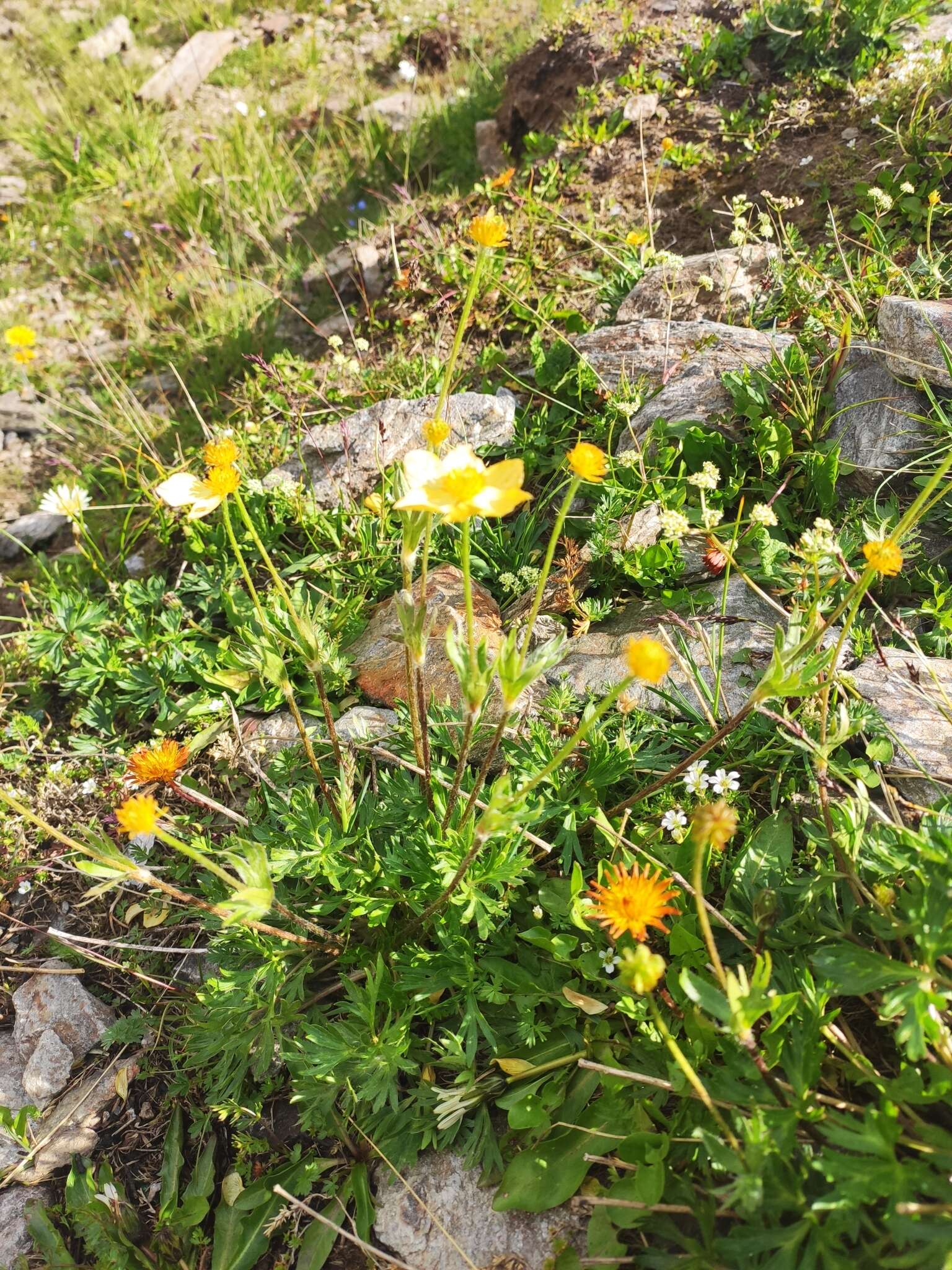 Image of Anemonastrum narcissiflorum subsp. chrysanthum (Ulbr.) Raus