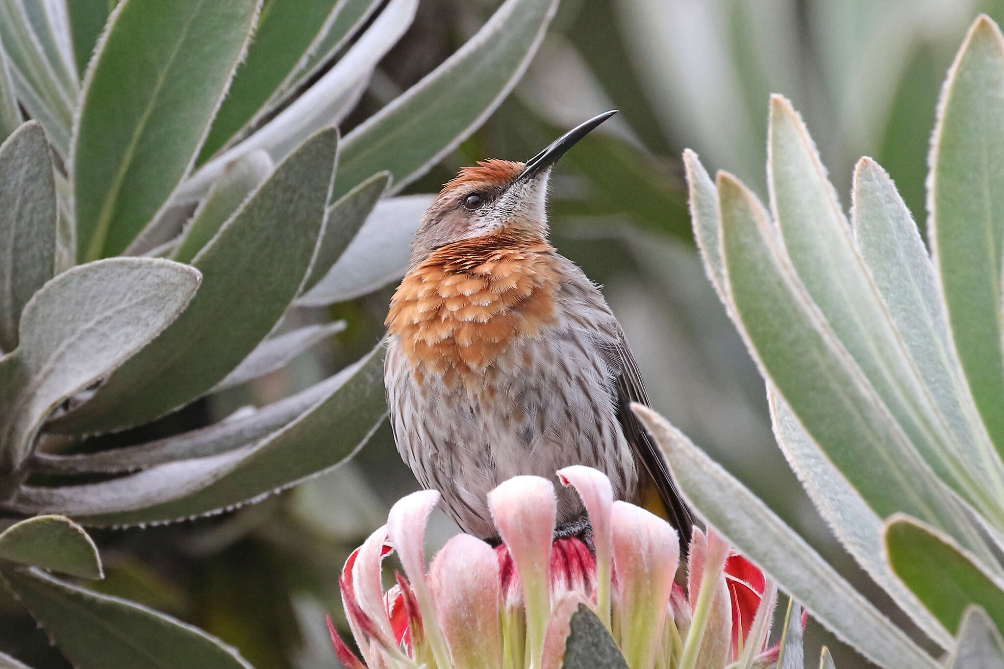 Image of Gurney's Sugarbird