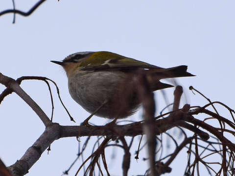 Image of Common Firecrest