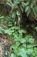 Image of spiked saxifrage