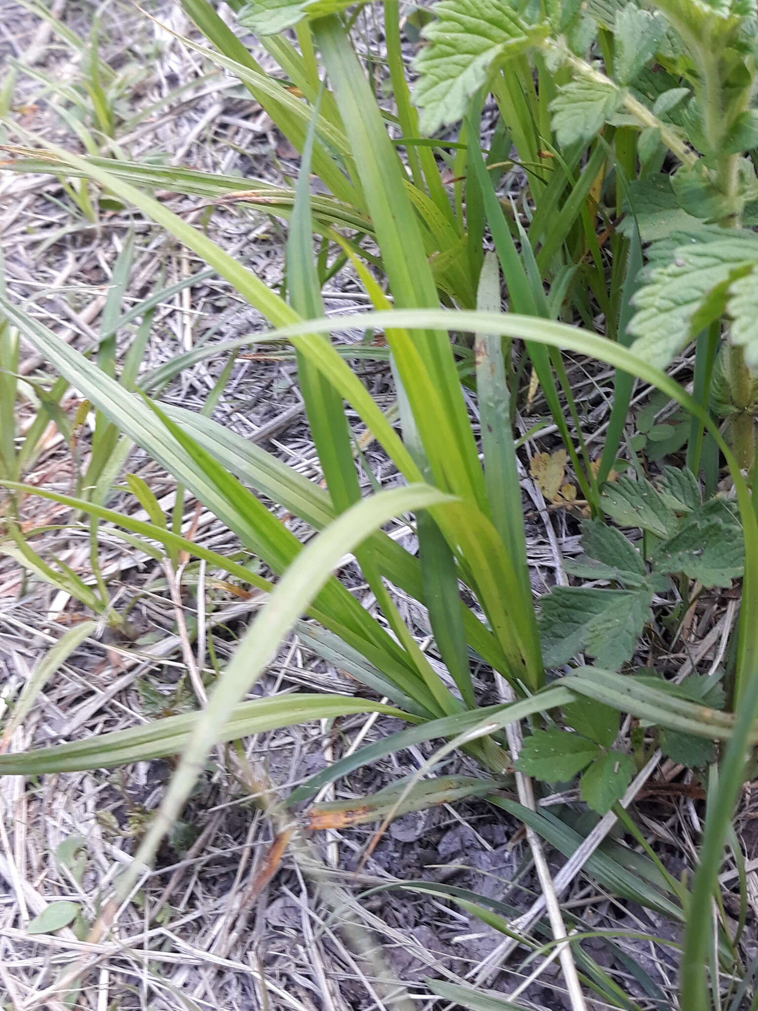 Image of Carex laevissima Nakai