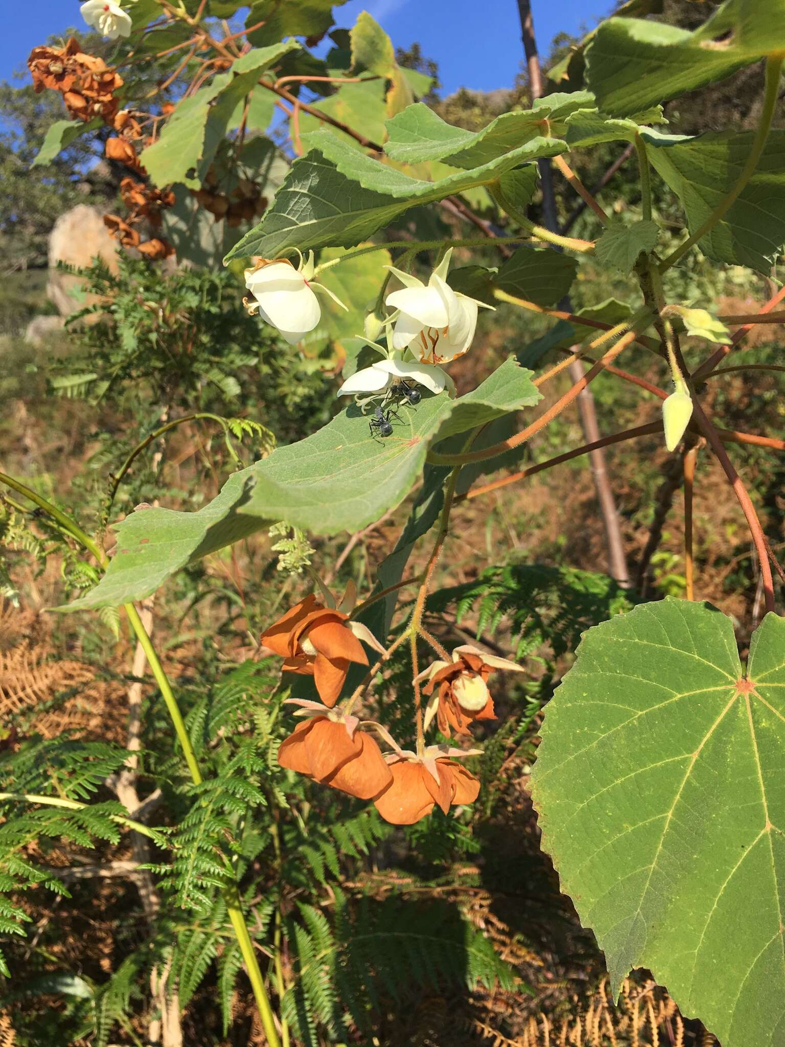 Image of Dombeya pulchra N. E. Br.