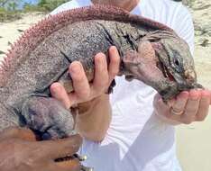 Image of Andros Island Iguana