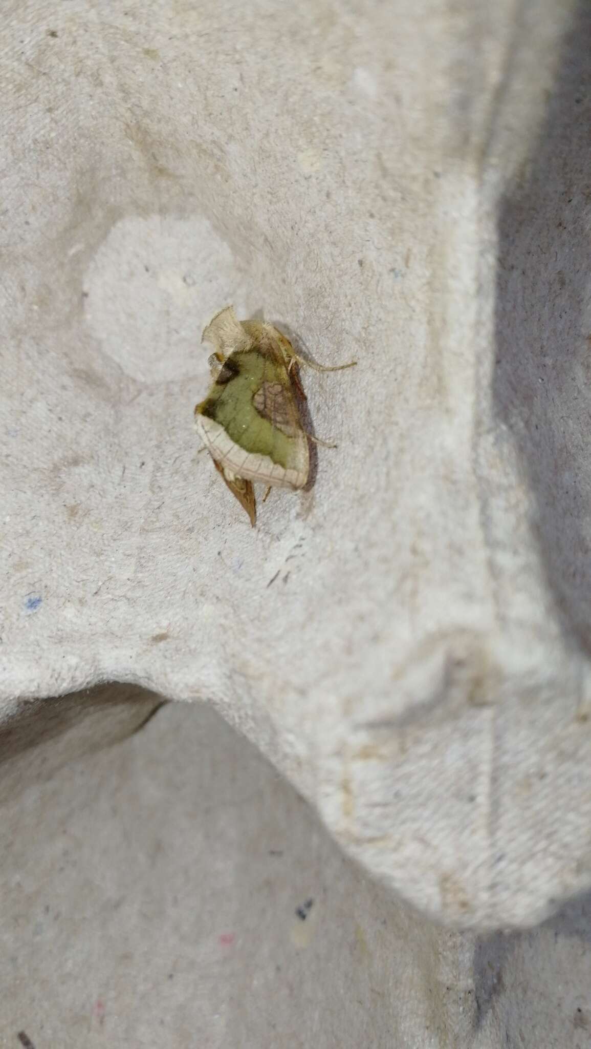 Image of Cryptic Burnished Brass