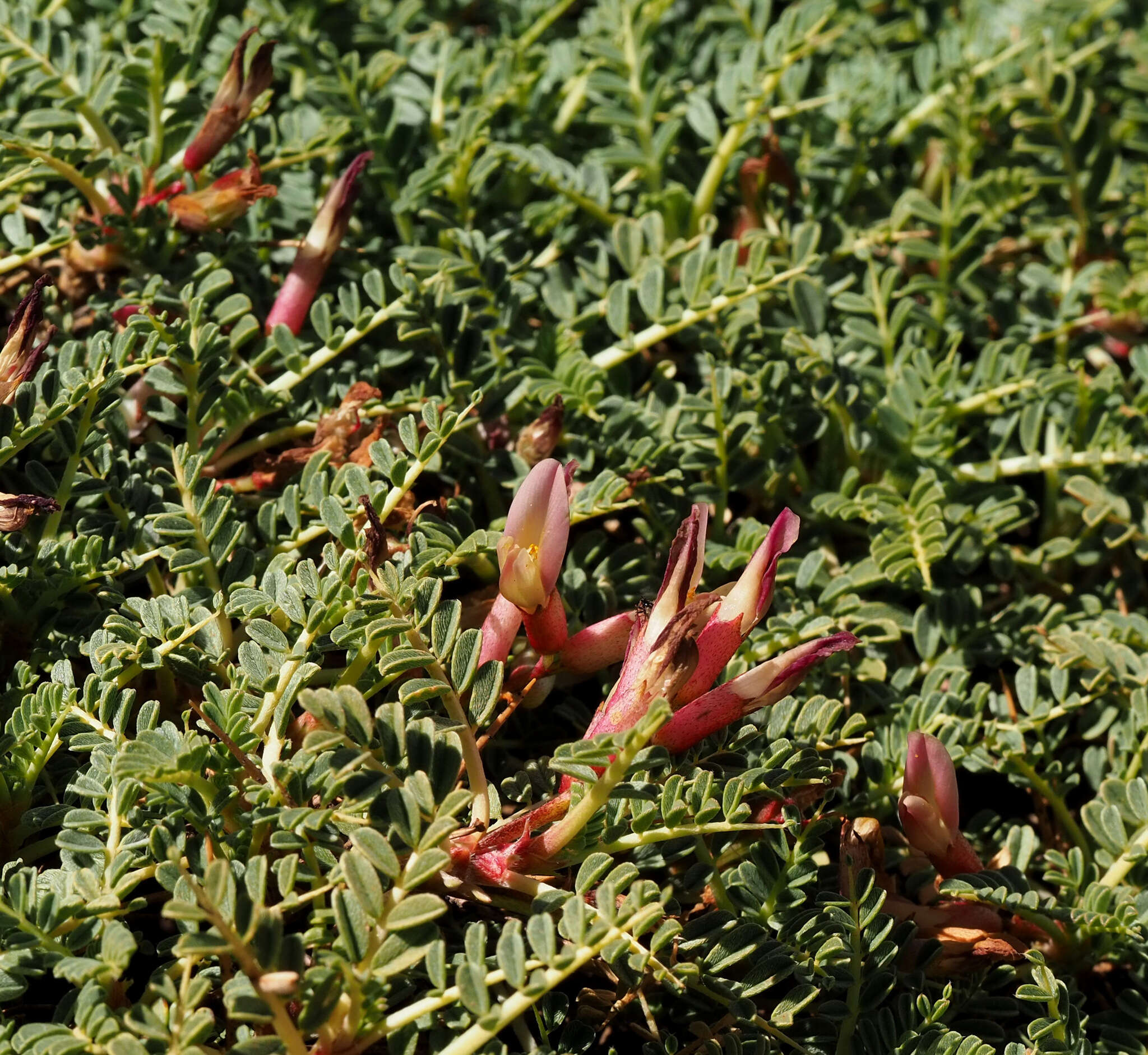 Image of Astragalus angustifolius Lam.