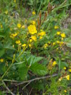 Image of Small sundrops