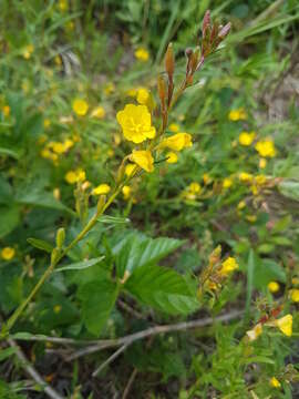 Imagem de Oenothera perennis L.