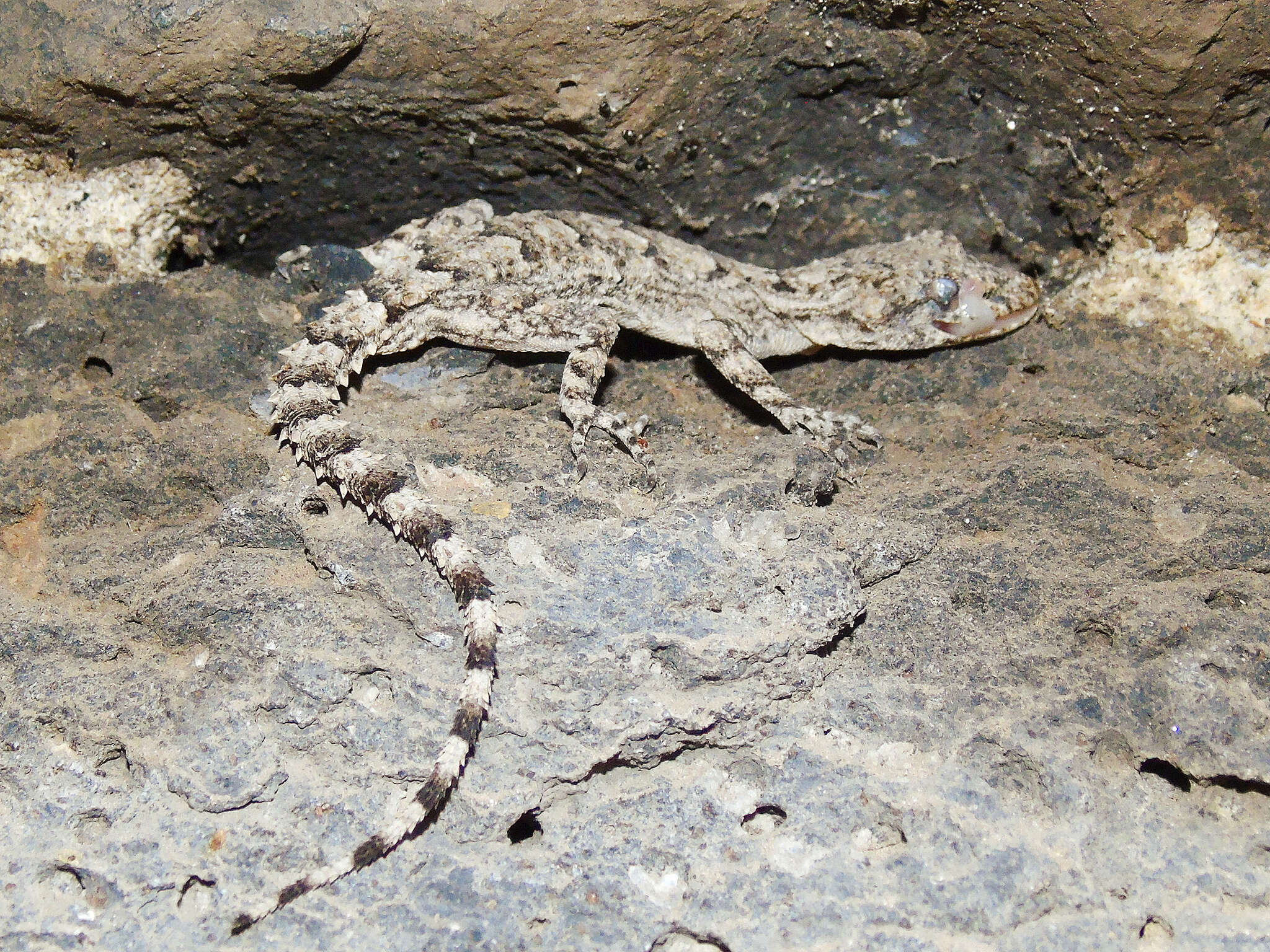 Mediodactylus heterocercus (Blanford 1874) resmi