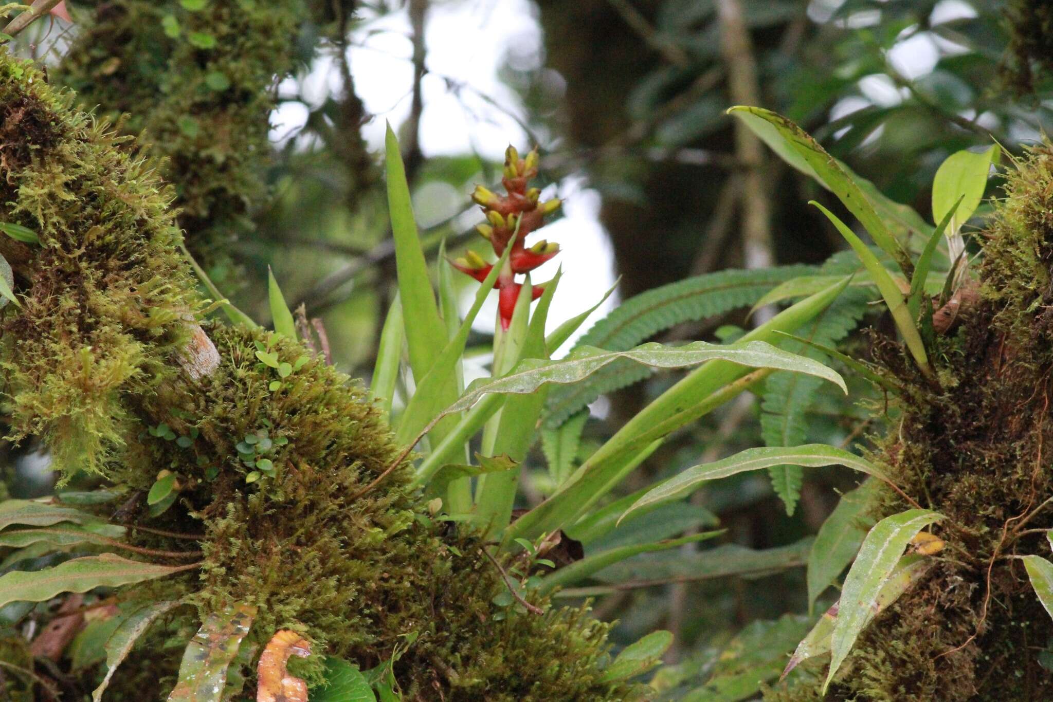 Image of Guzmania donnellsmithii Mez ex Donn. Sm.