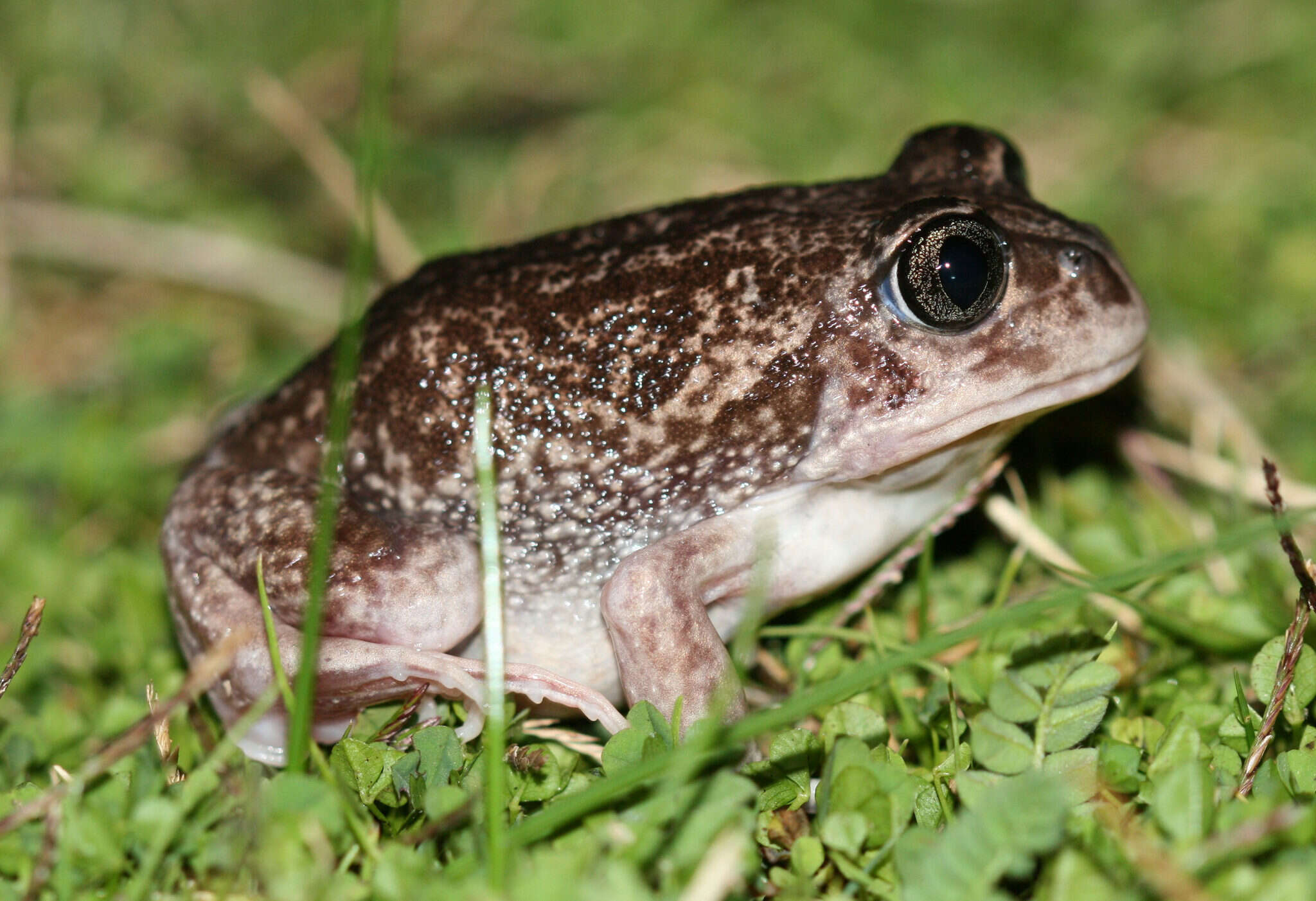 Imagem de Heleioporus psammophilus Lee & Main 1954