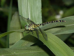 Imagem de Austrogomphus arbustorum Tillyard 1906