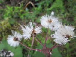 Image of Petasites formosanus Kitam.