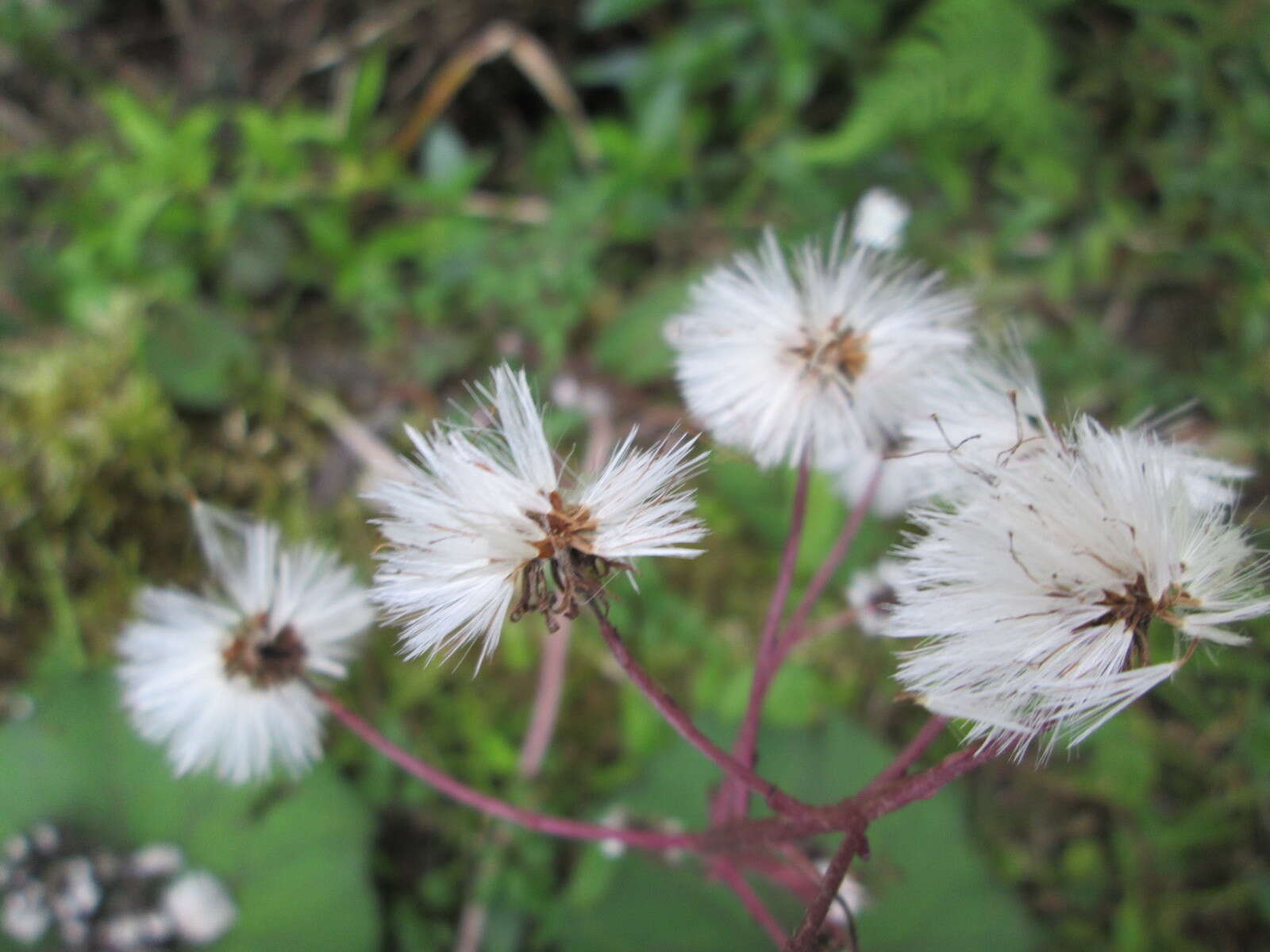 Image of Petasites formosanus Kitam.