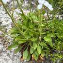 Stylidium barleei F. Müll. resmi