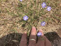 Image of wild dwarf morning-glory