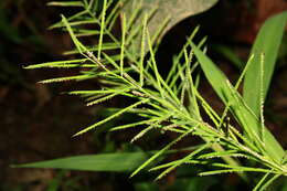 Image of Horse-Tail Crown Grass