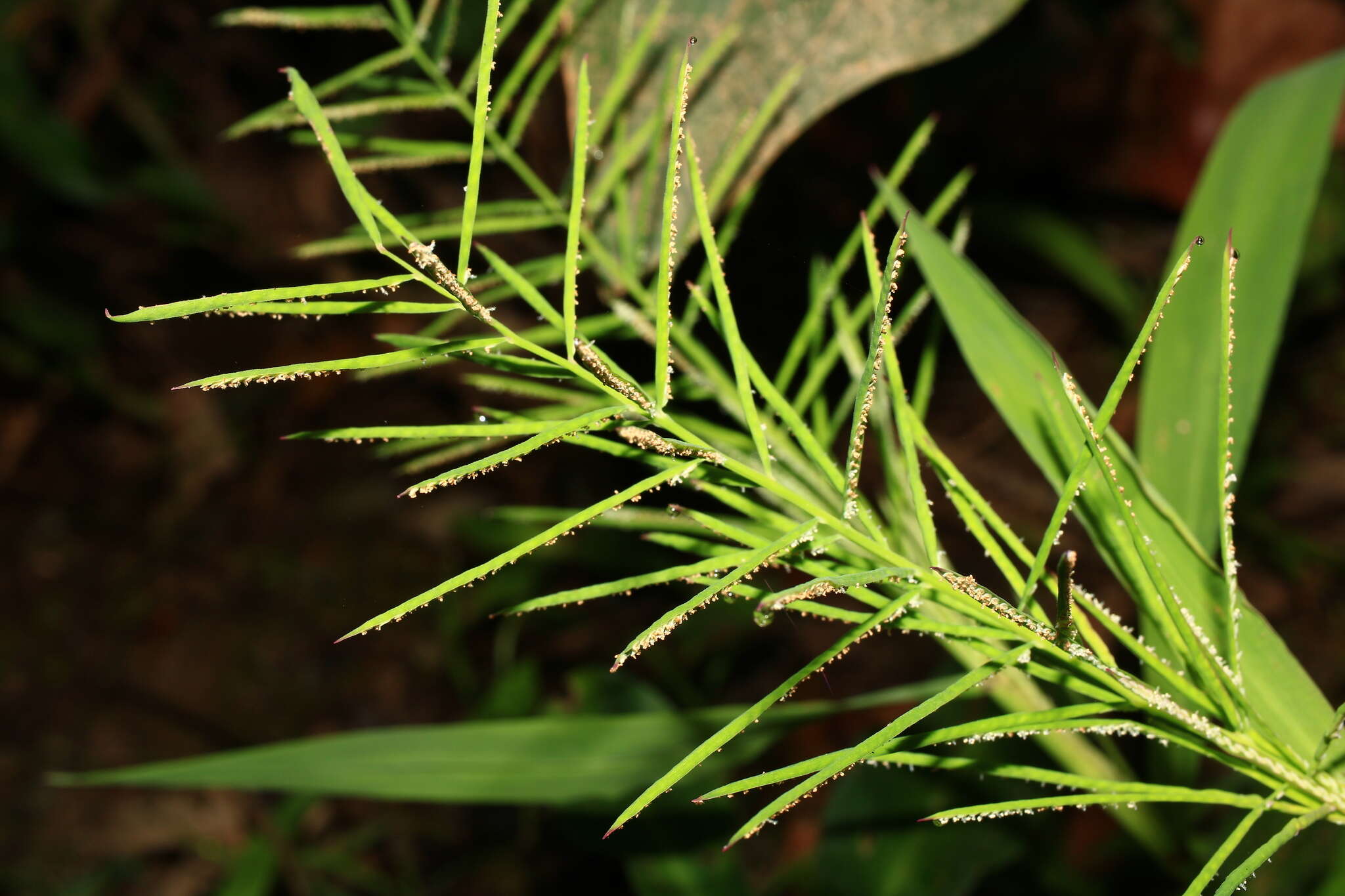 Image of Horse-Tail Crown Grass