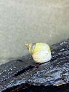 Image of Littoraria flava (P. P. King 1832)