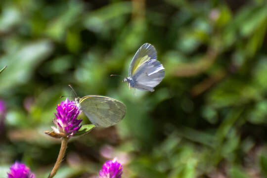 Image of Eurema elathea (Cramer (1777))