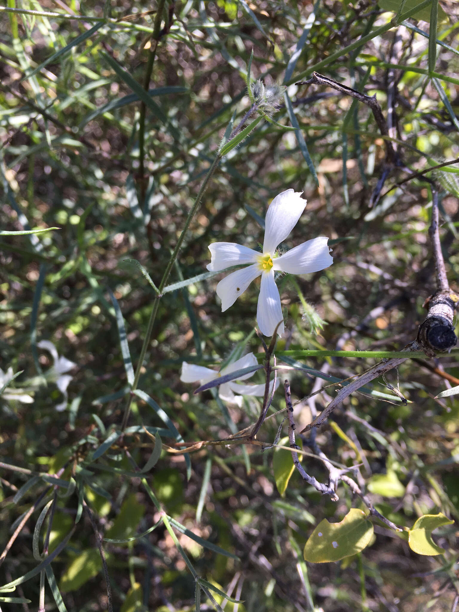 Imagem de Phlox tenuifolia E. Nelson