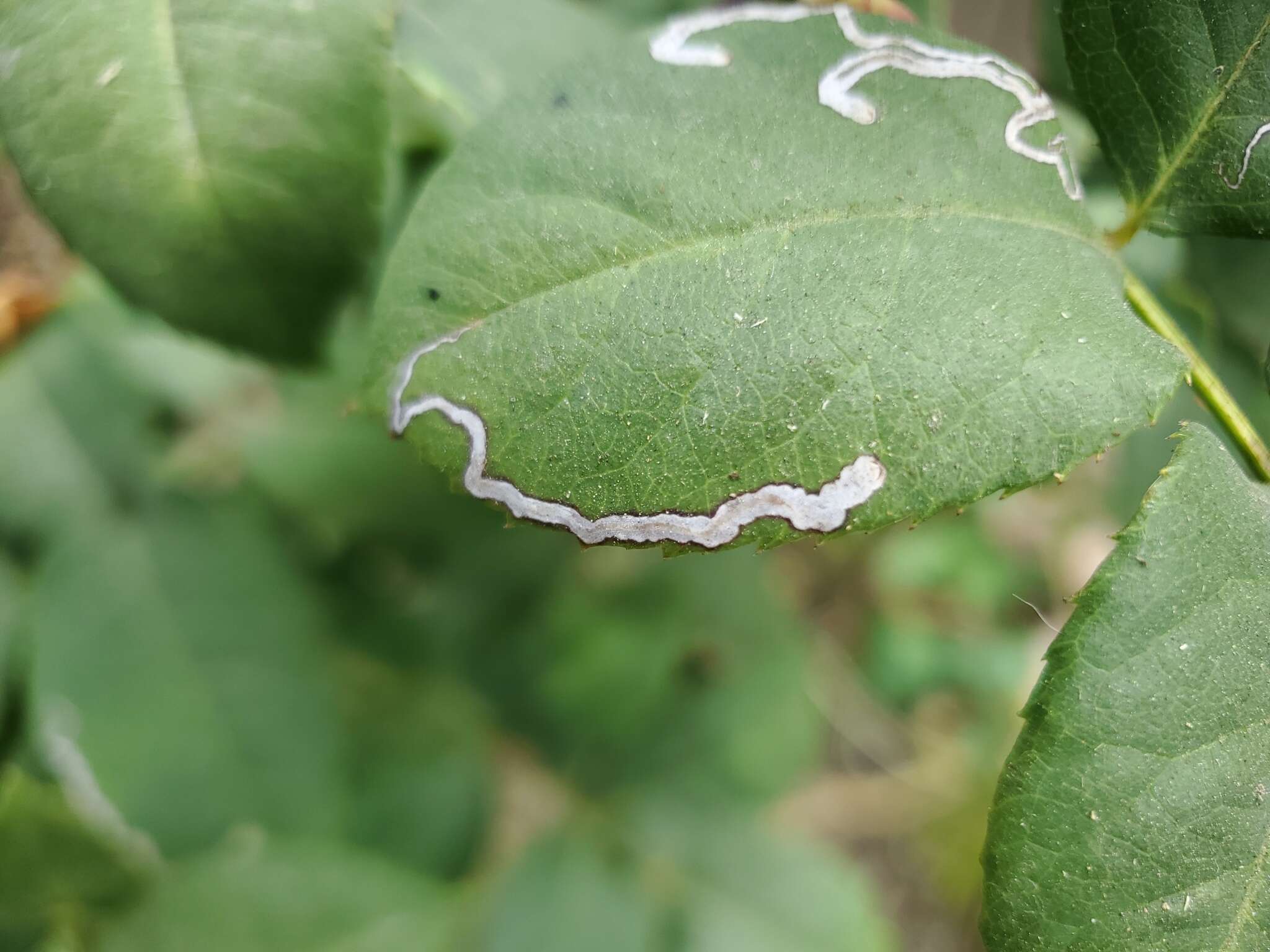 Sivun Stigmella centifoliella (Zeller 1848) Beirne 1945 kuva