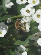 Image of Andrena dunningi Cockerell 1898