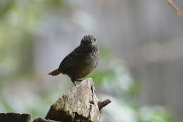 Image of Streaked Wren-Babbler