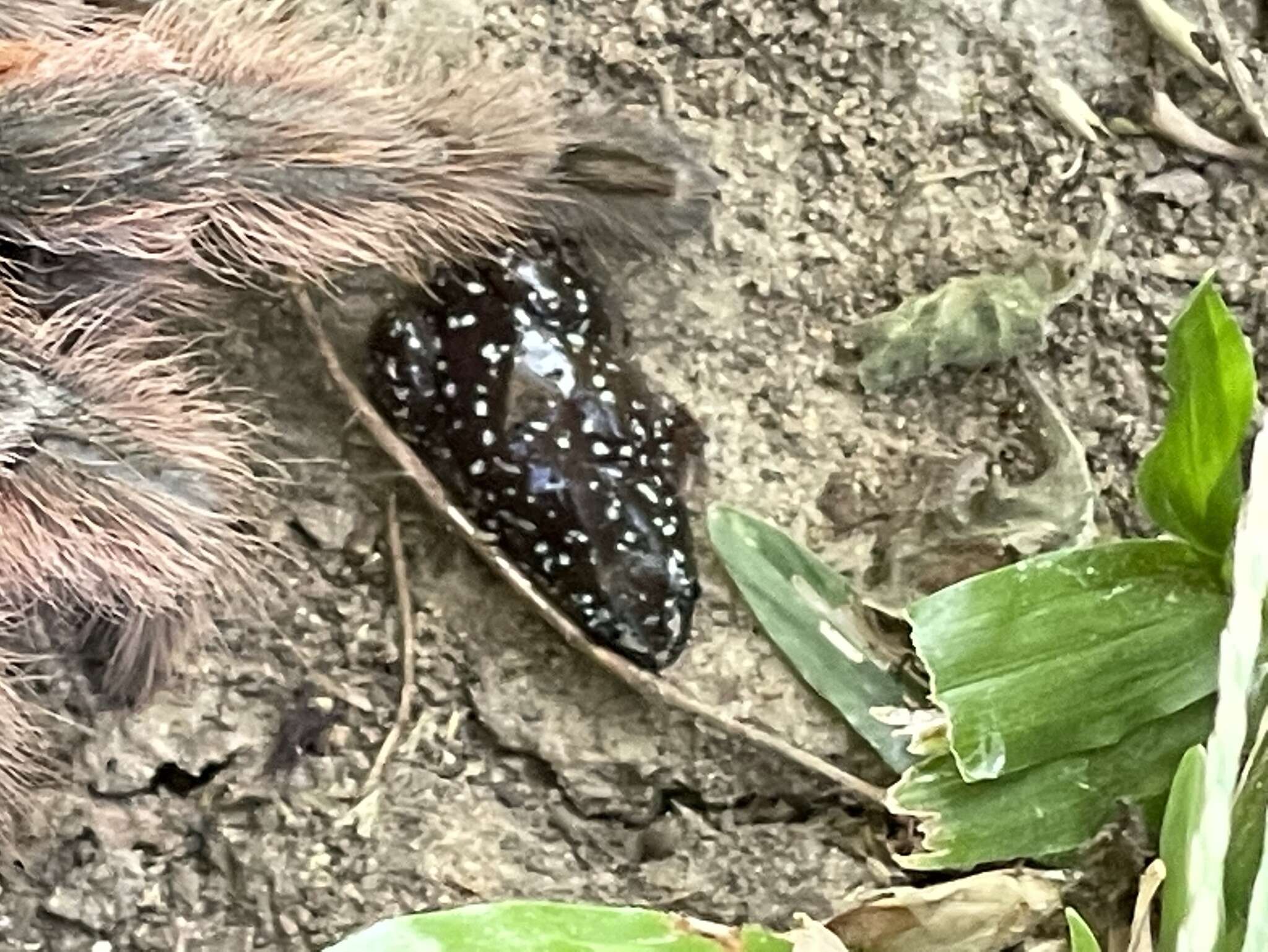 Image of white-spotted humming frog