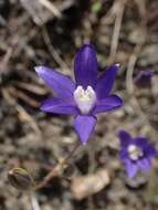 Image of starflower brodiaea