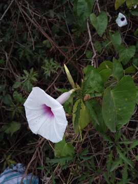 Image of Ipomoea squamosa Choisy