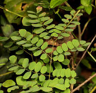 Image of Adenopodia spicata (E. Mey.) C. Presl