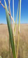 Image of Dichanthium queenslandicum B. K. Simon