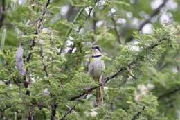 Image of Rudd's Apalis