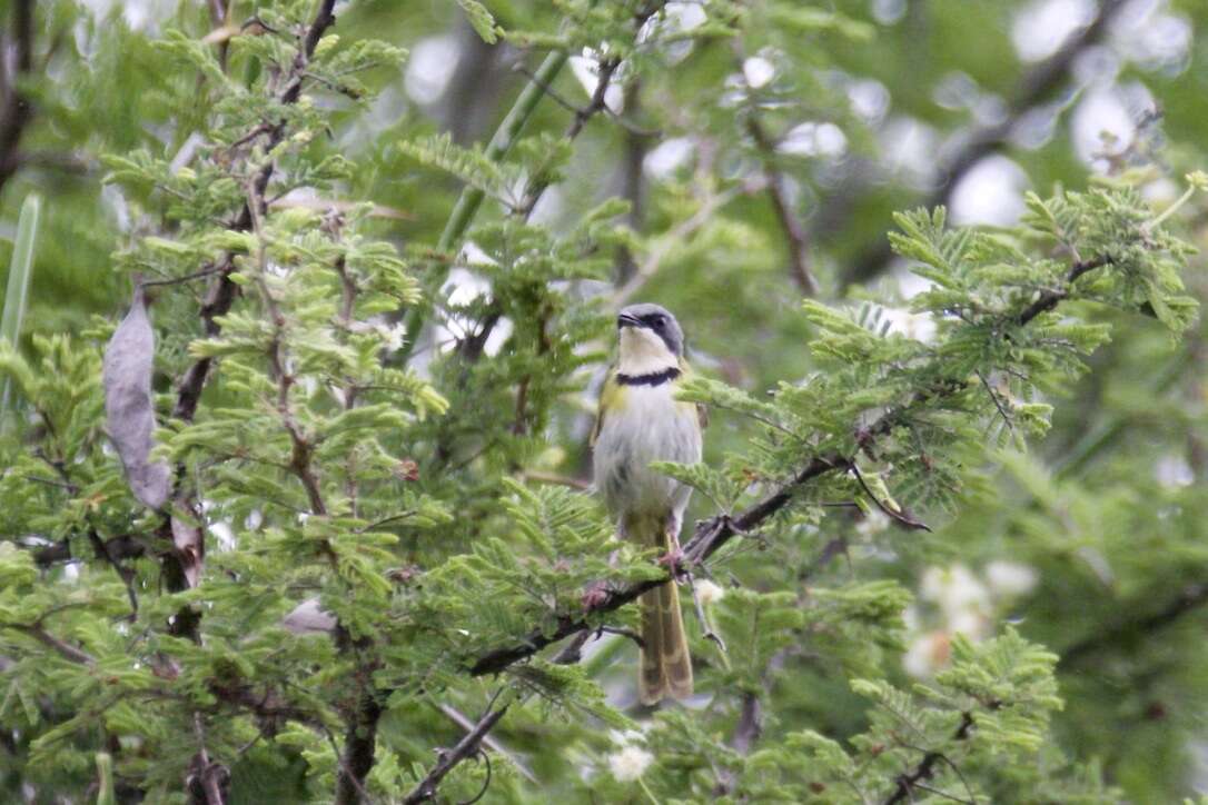 Image of Rudd's Apalis