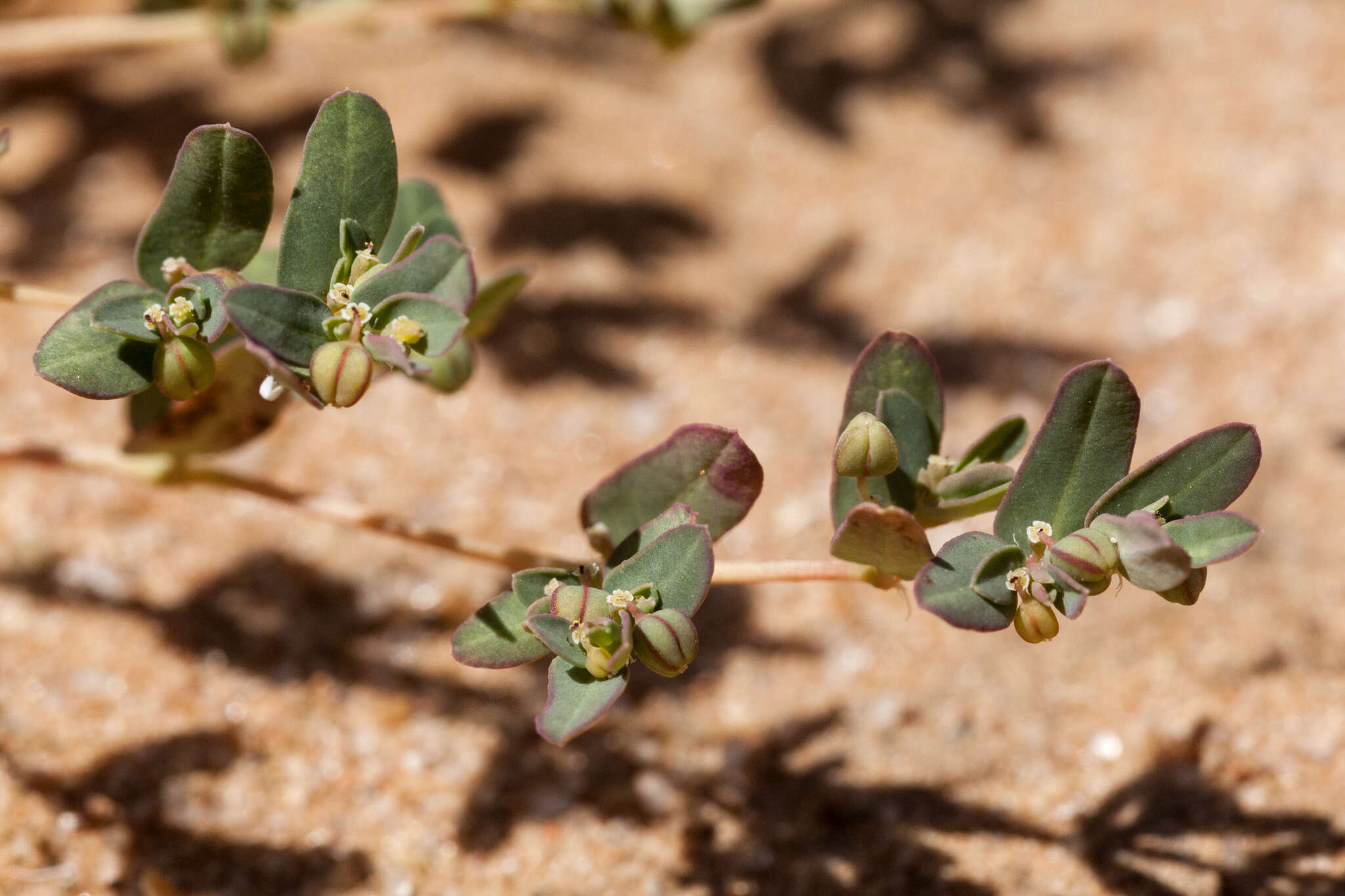 Image of ribseed sandmat