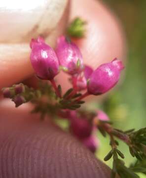 Image of Erica gracilis Wendl.