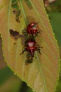 Image of Henicolabus octomaculatus Voss 1925