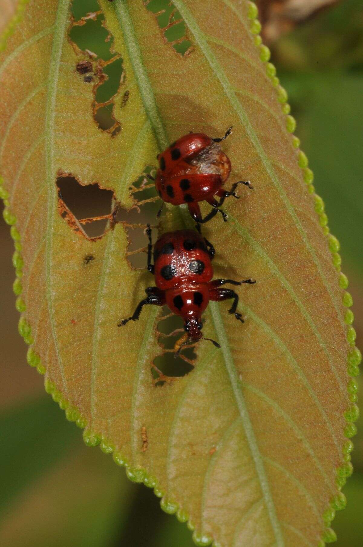 Слика од Henicolabus octomaculatus Voss 1925