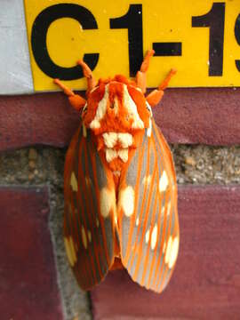 Image of Regal Moth